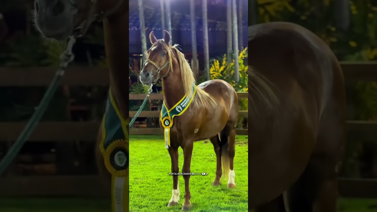 Estanho de Alcateia 🏆 | 