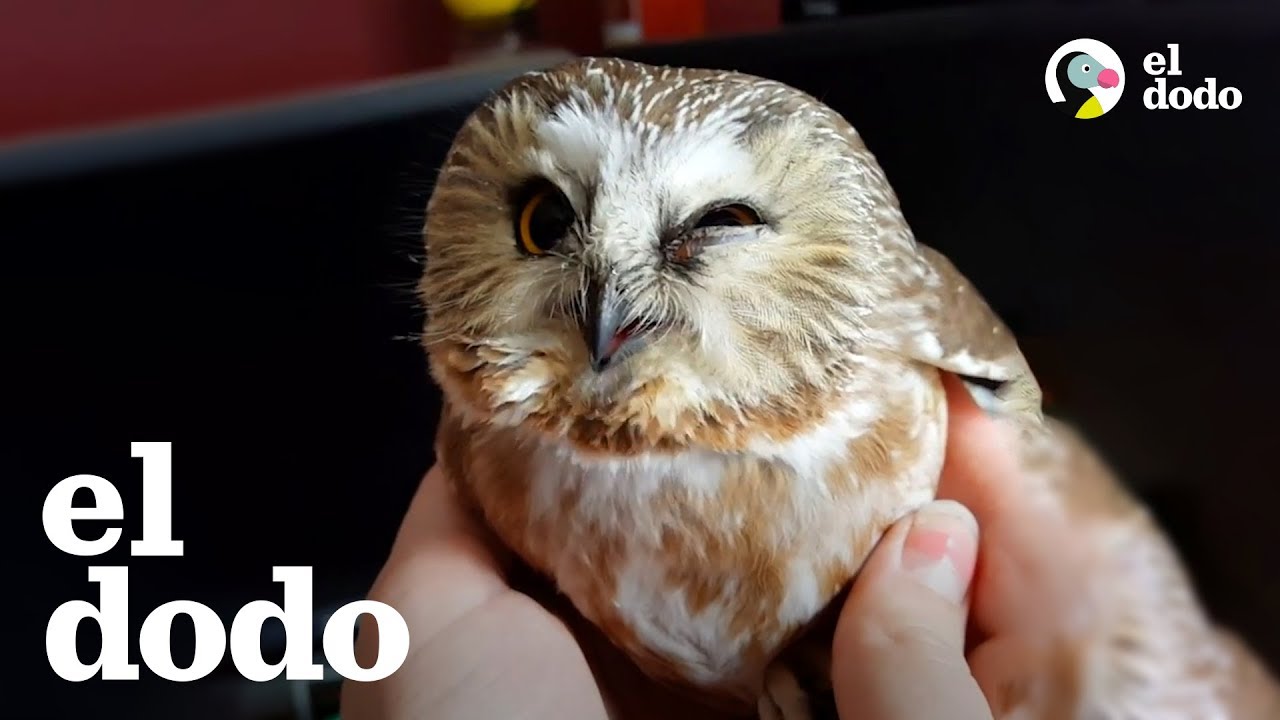 B&uacute;ho adorable se recupera despu&eacute;s de estrellarse contra una ventana | El Dodo