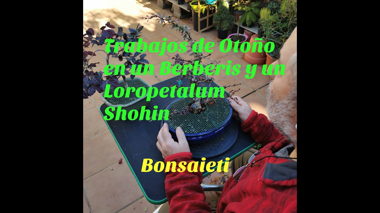Trabajos de Otoño en un Berberís y un Loropetalum( Shojines)