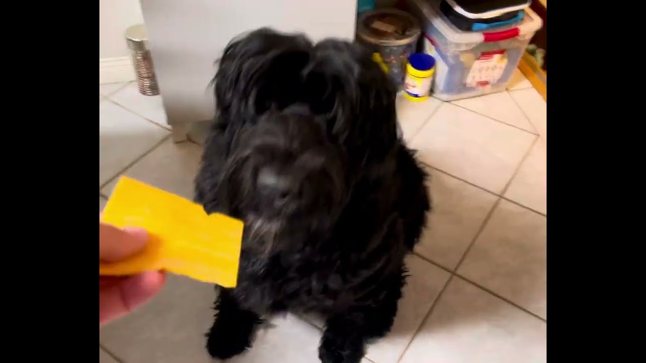 Bouvier puppy requesting the  cheese tax be paid