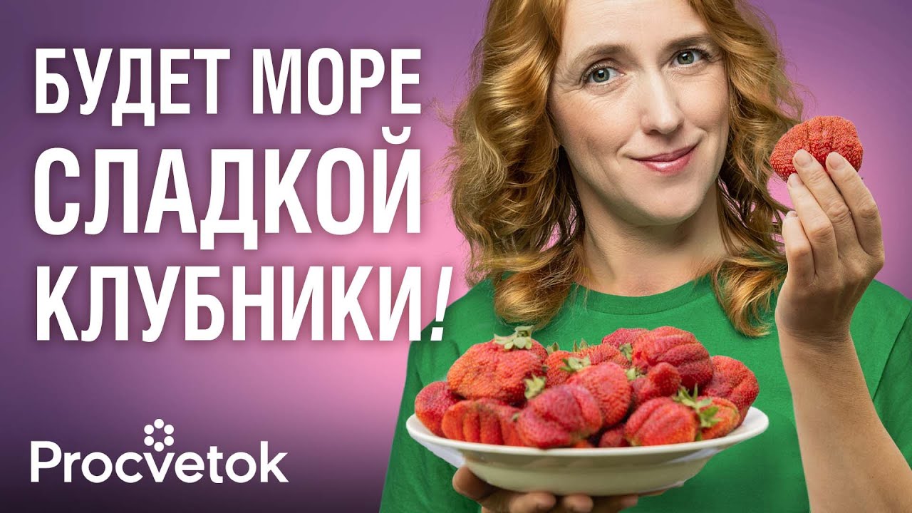 КАК ПОСАДИТЬ КЛУБНИКУ ВЕСНОЙ, чтобы она быстро прижилась и плодоносила всё лето? Советует биолог