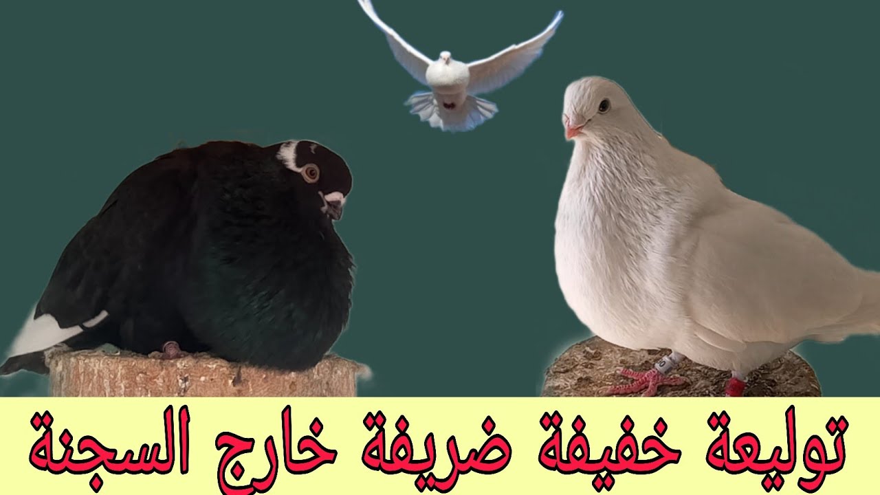 توليعة خفيفة ضريفة خارج السجنة الله يبارك الجميع #explore #سلالة_الأنيق #السيفيانوس_المغربي_الأصيل 