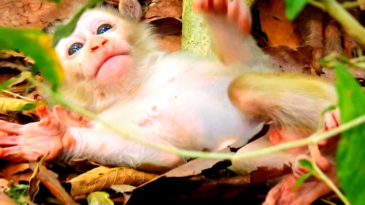 Lovely and Sweet baby, Little Levy Happily Rolls on the Ground as Mom Keeps an Eye on Him