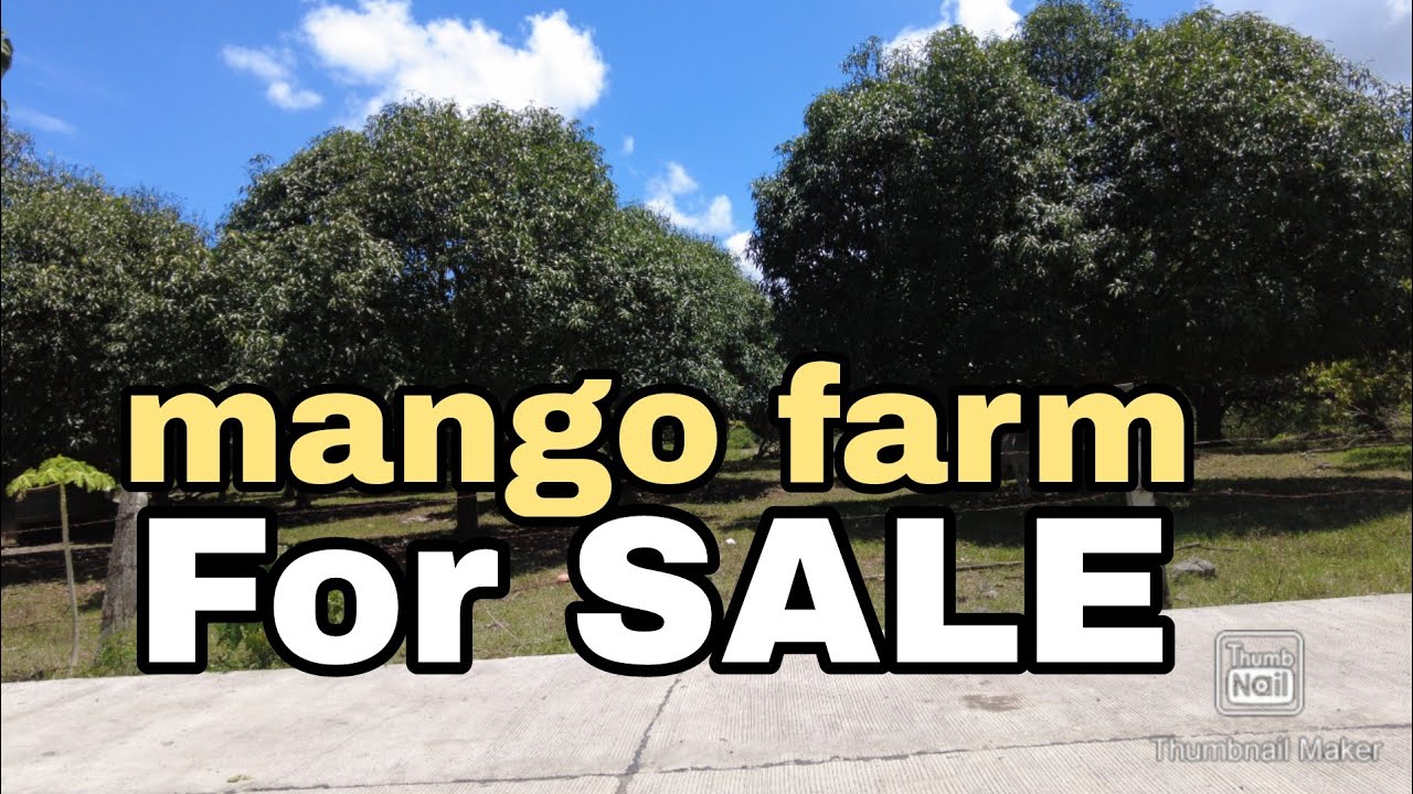 3.5  hectars  mango farm for sale.San Juan Batangas