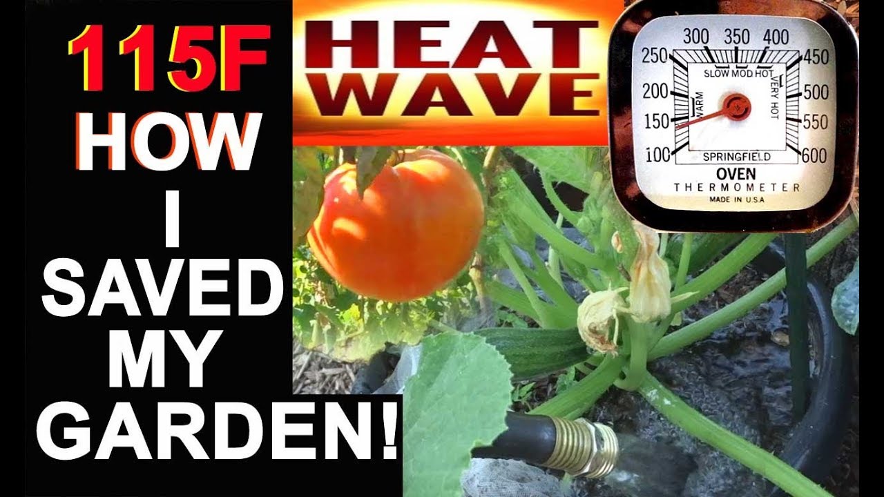 TIPS Keeping Vegetable Garden Alive in the HEAT Tomatoes Kale Squash Broccoli