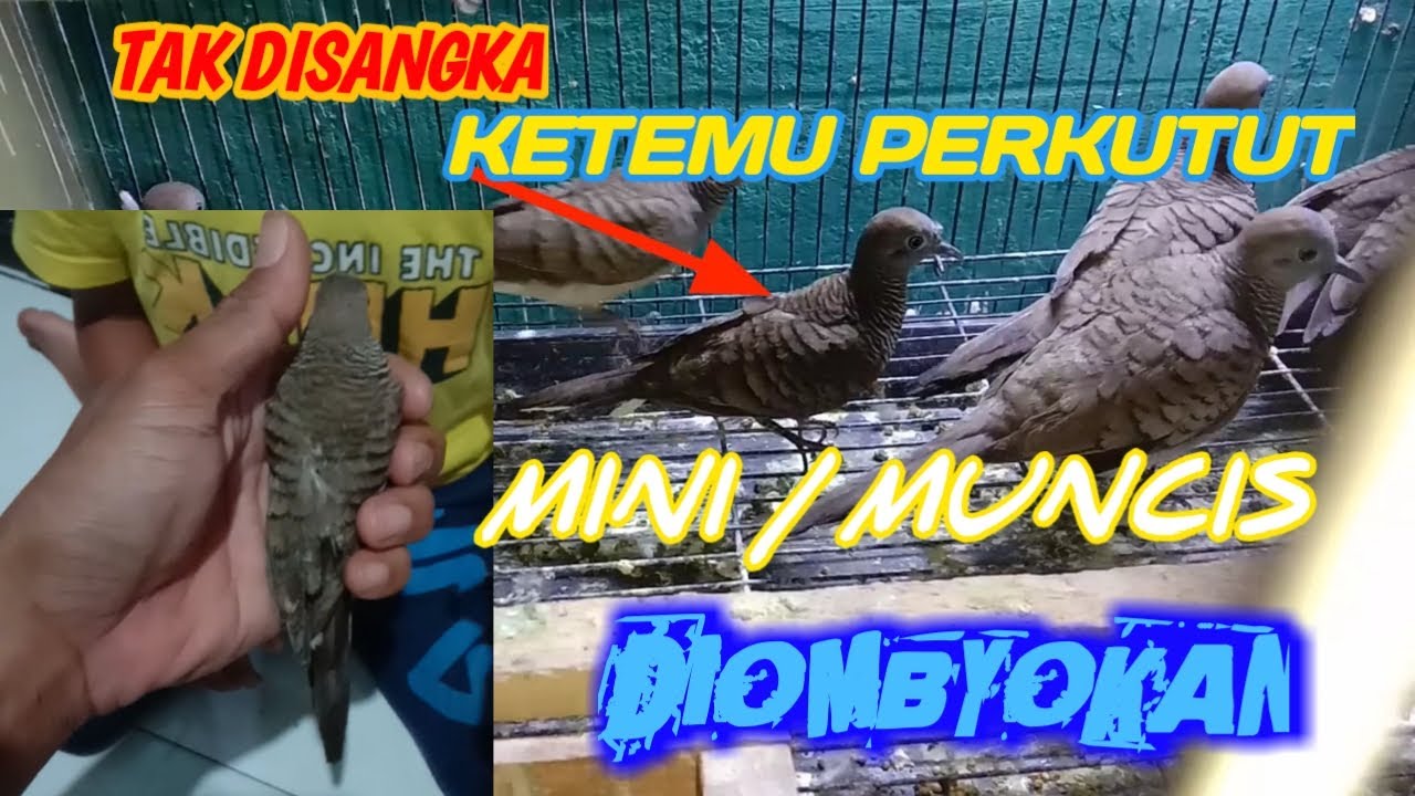 Perkutut Katuranggan Muncis_ Perkutut Mini diombyokan
