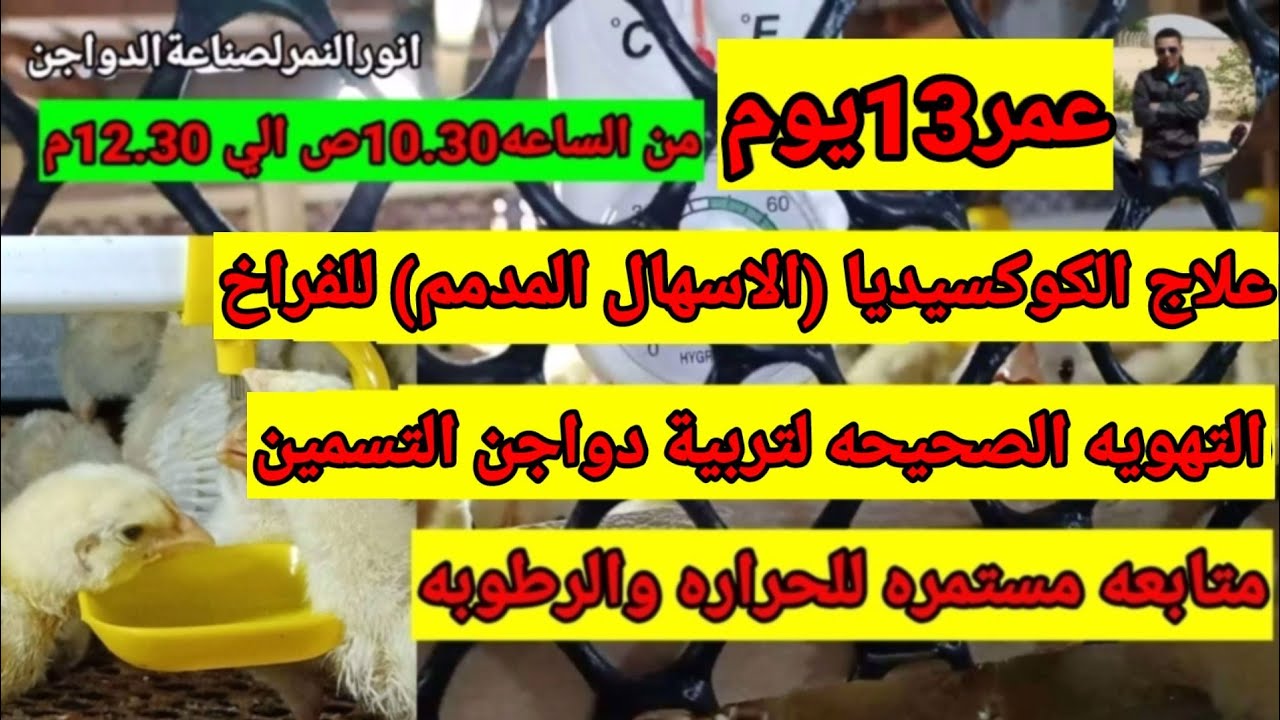 علاج الاسهال الاحمرالمدمم /عمر 13يوم/انورالنمرلصناعة الدواجن