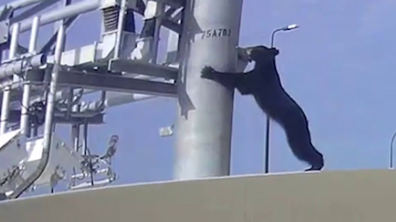 Conservationist discusses incident with bear on Interstate 4 in Orlando
