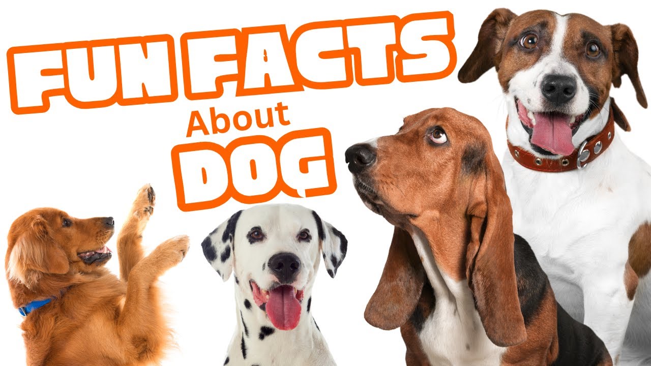25 Fun Facts About Dogs for Kids! 🐾 Learn Amazing Dog Facts!