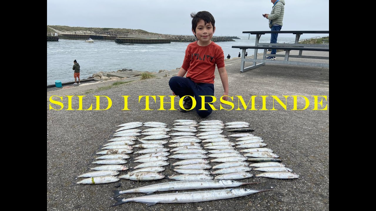 Sild i Thorsminde