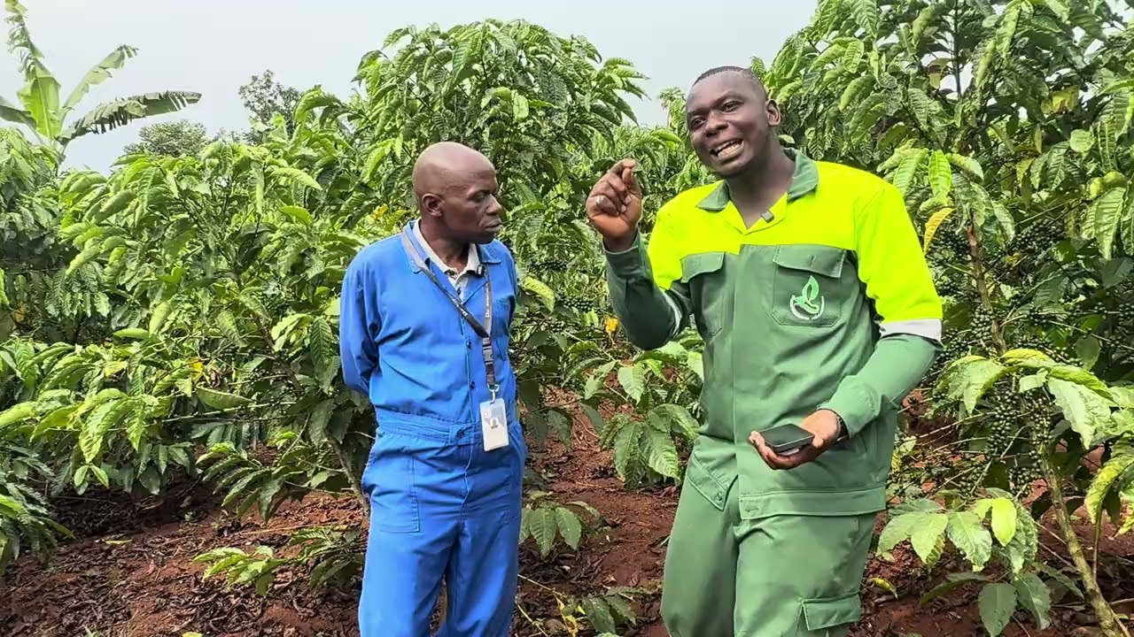 HOW MUCH CAN YOU EARN IN GROWING COFFEE??