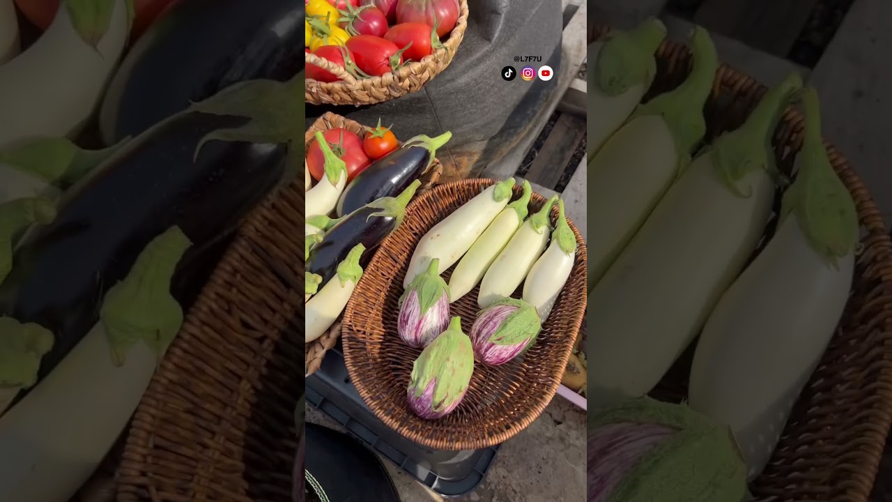 حصاد 11 ( أكبر حصاد من خضروات البيت 🤩❤️&zwj;🔥 ) #مزرعة #اكسبلور #زراعة_عضوية #زراعة #الزراعة #حصاد