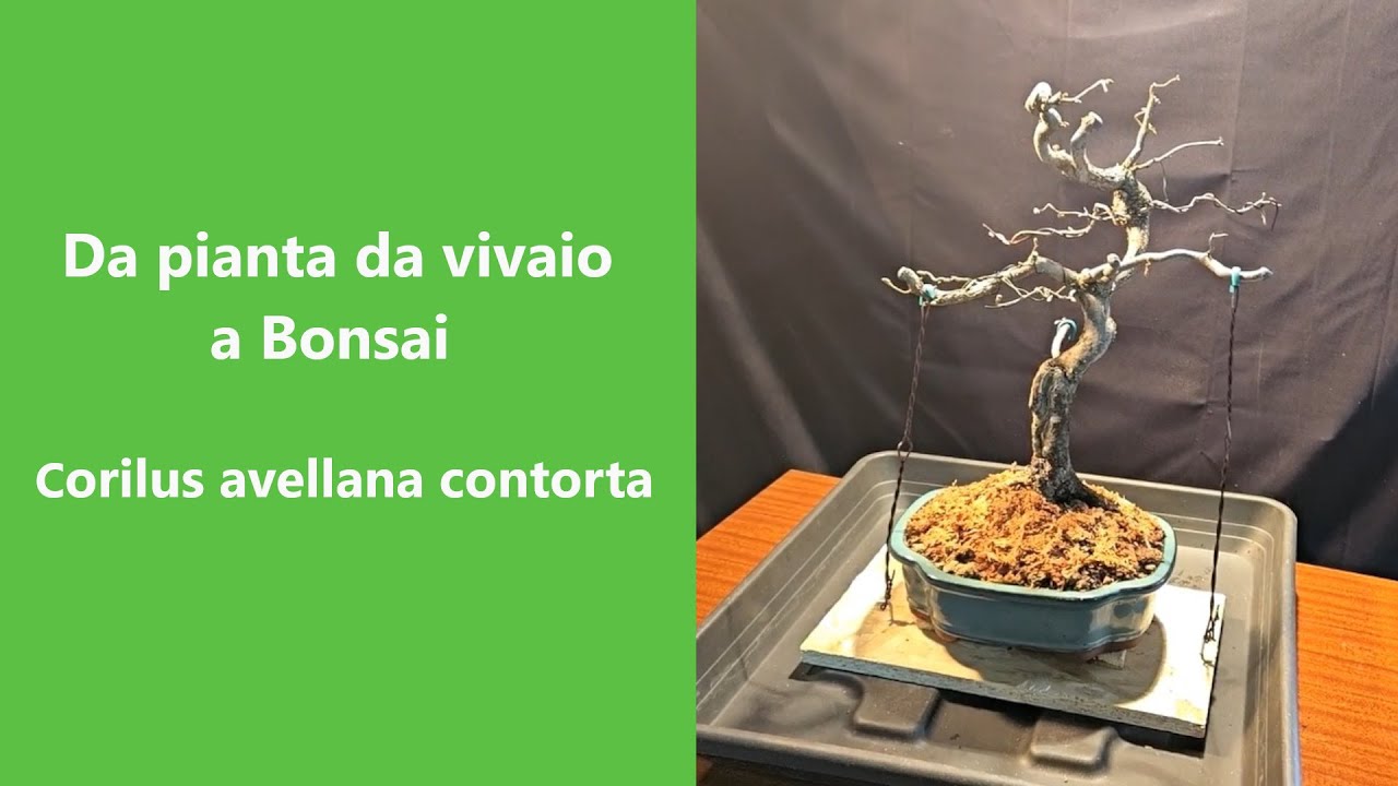 Bonsai di Corilus avellana contorta. Da pianta da vivaio a bonsai.