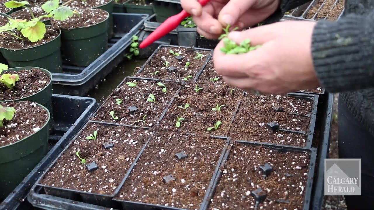 Spring fever: step away from the gardening tools