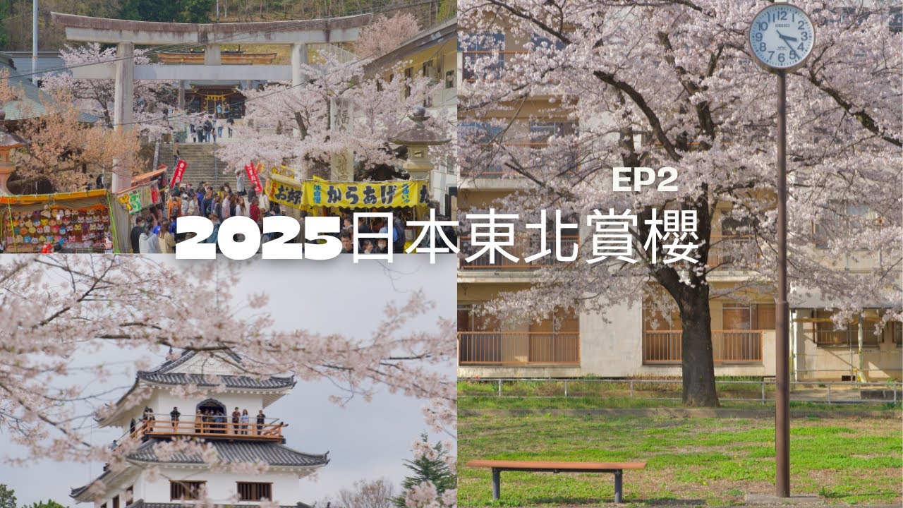 櫻花與城的白石城＆櫻花與鳥居信夫山天滿宮｜2025日本東北賞櫻之旅EP2