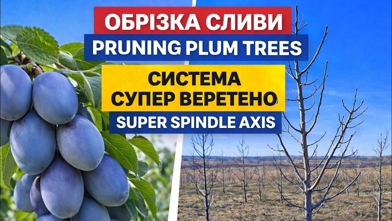Як обрізати сливу в інтенсивному саду? Система Супер Веретено | Super Spindle Axis