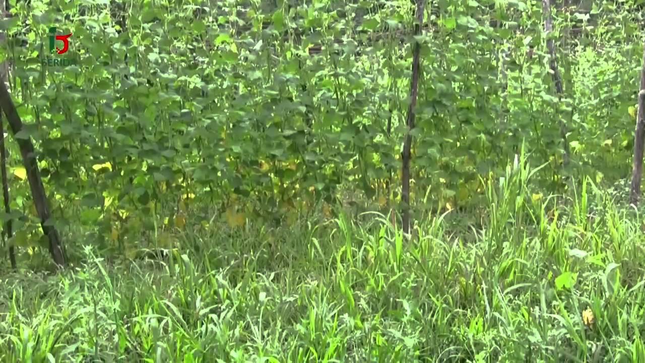 Cultivo de la faba tipo granja en Asturias