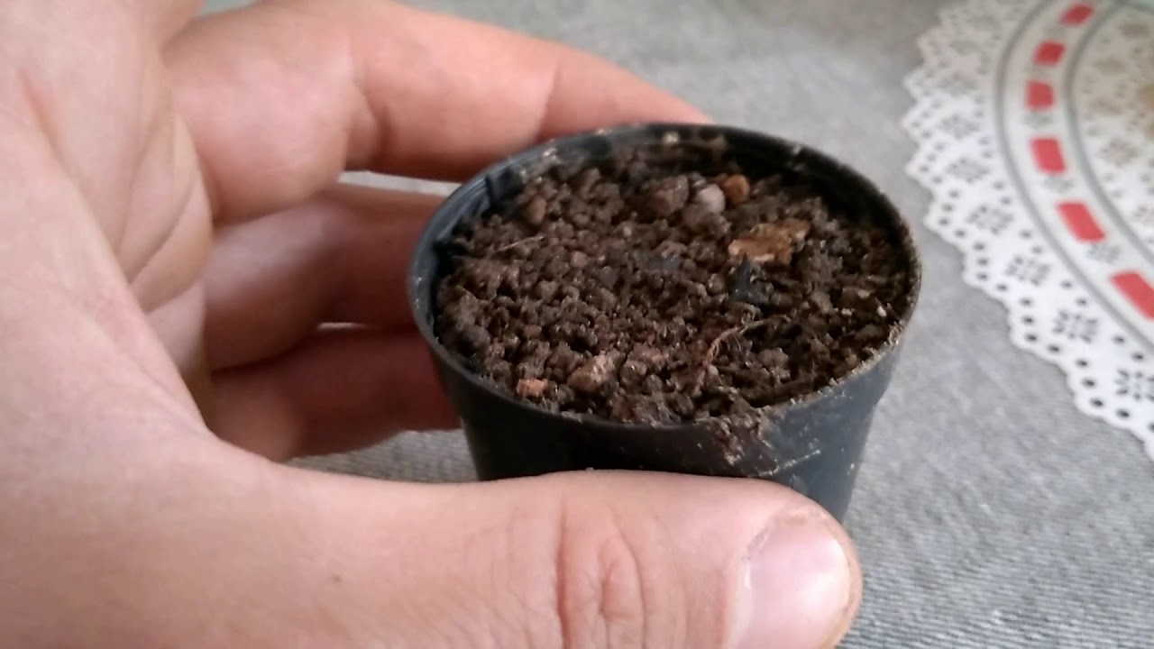 Como plantar maconha apartir da semente#1
