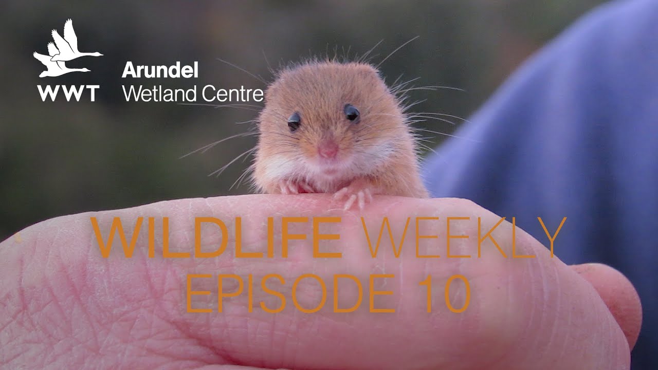 Wildlife Weekly Arundel - Episode 10