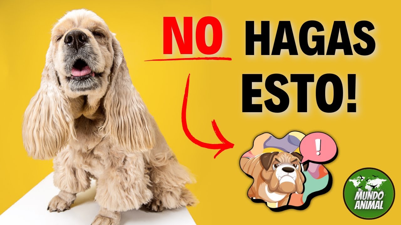 10 COSAS QUE HACES MAL CON TU PERRO Y PROBABLEMENTE NO LO SABÍAS