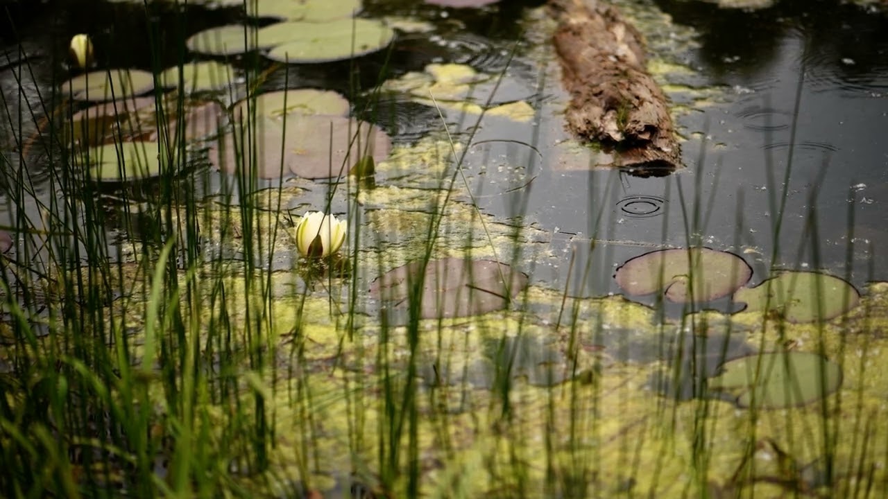 Yellow Water Lily in a Quiet Pond | Wild Aquatic Beauty
