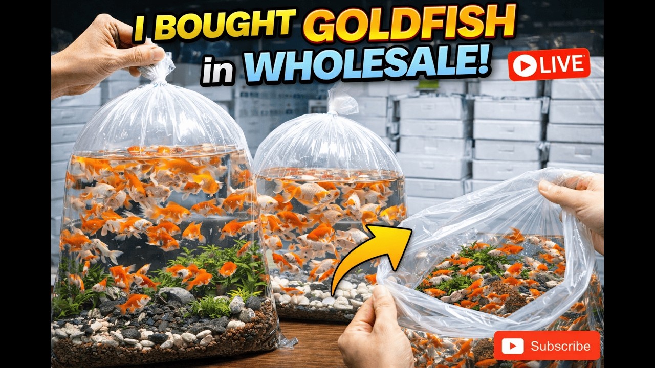 I Bought Goldfish in WHOLESALE…Here’s the Truth #goldfish #wholesale #fishcontent #fishtank #aqua