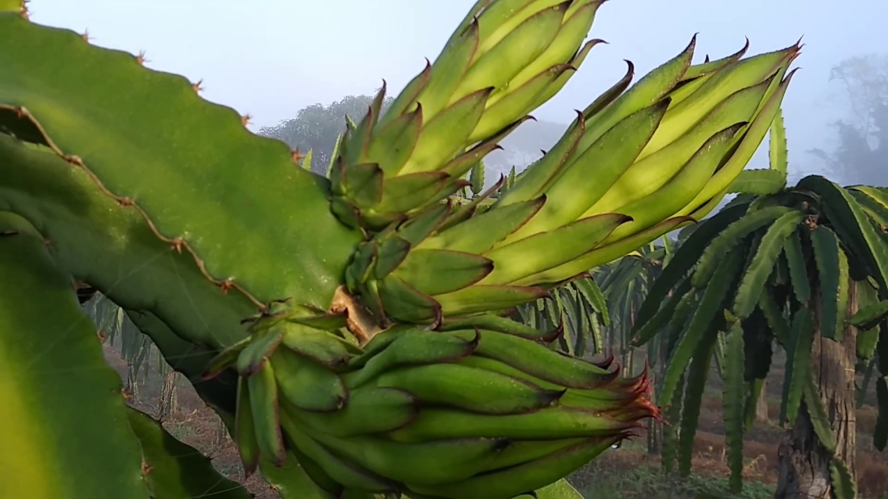 Plantio de Pitaya Vermelha de polpa roxa - Costa rica