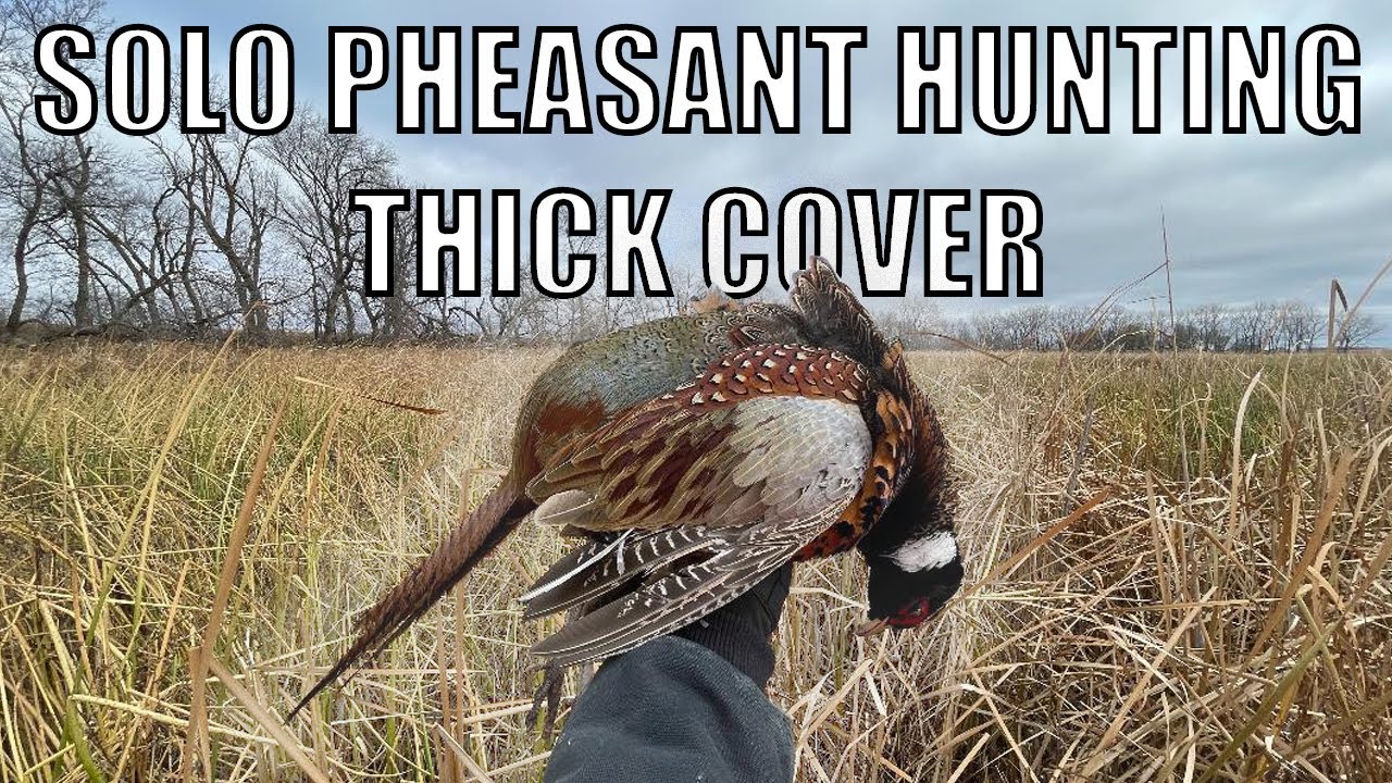 SOLO PHEASANT HUNTING PUBLIC LAND {ALMOST LIMITED OUT}