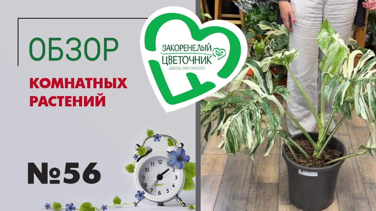 #56 Обзор комнатных растений | Москва, Иркутск и Шадринск -поставки растений 