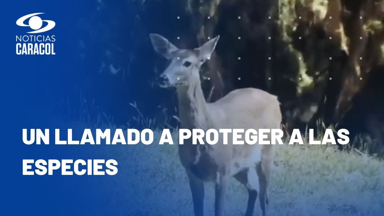 Venados de cola blanca fueron vistos en el Páramo del Almorzadero: una maravilla natural
