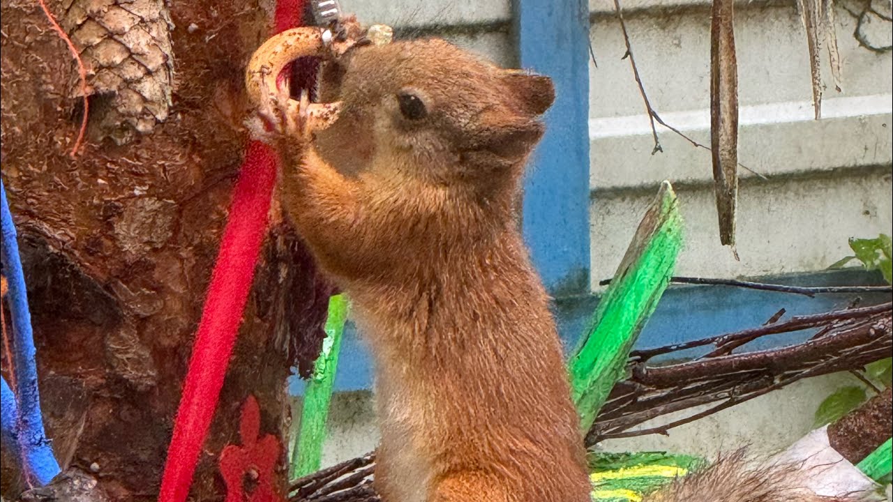 Белка Коко 🐿️#белка #vs #птицафеникс #сойка #villagevlog #squirrel #esquilo #गिलहरी #birds #avis 