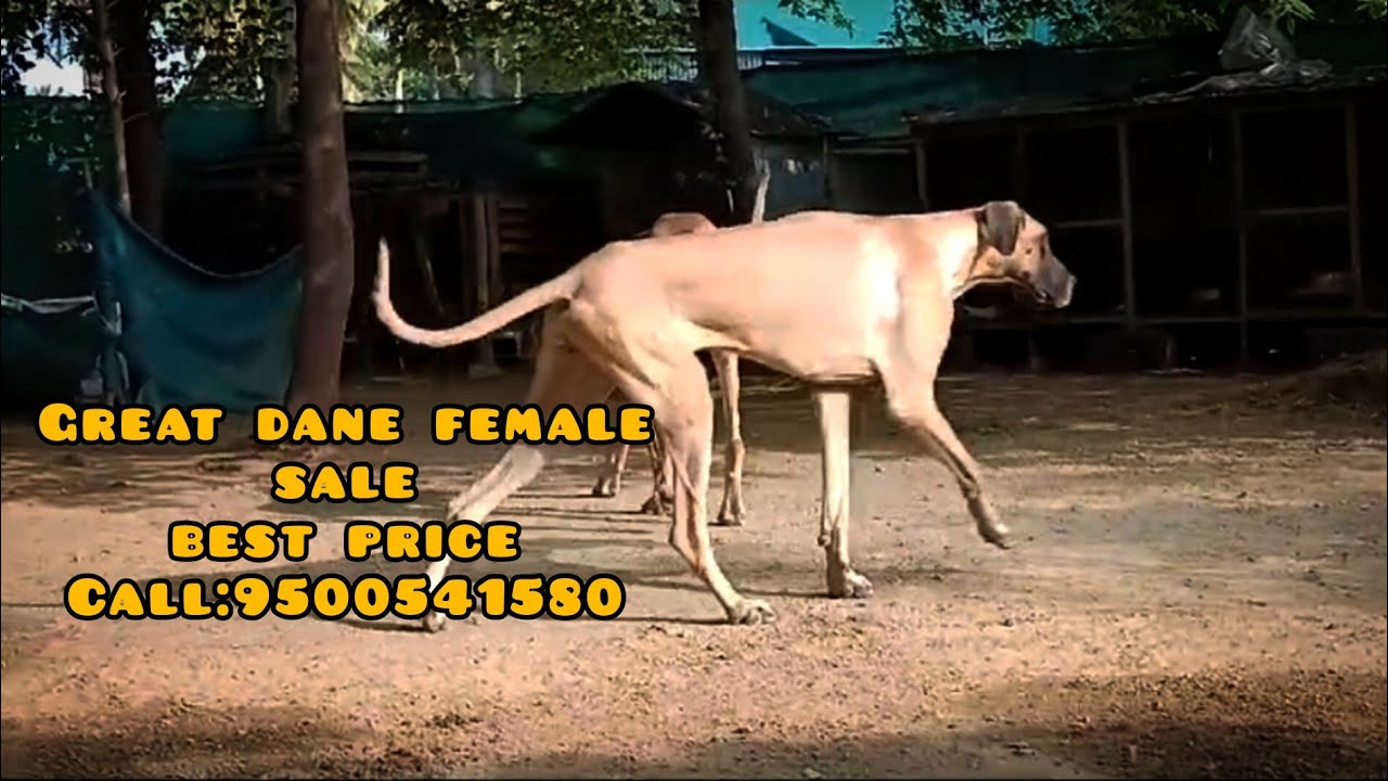 great dane female sale best price