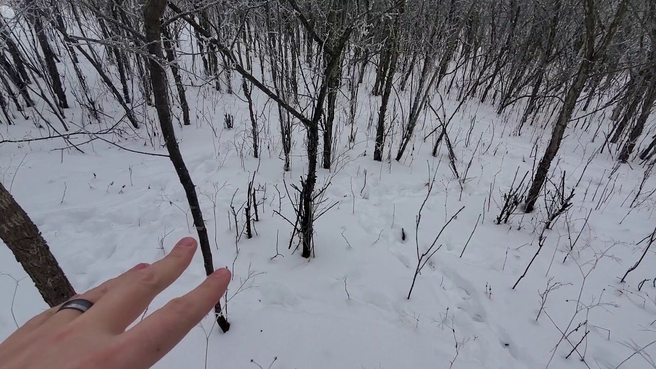 Plum Thicket Deer Bedding/Travel Corridor