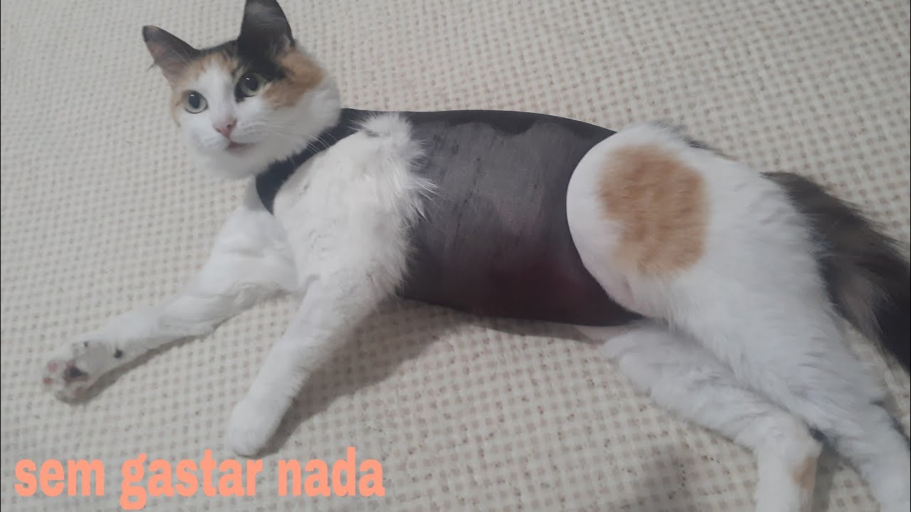 como fazer roupa cirúrgica para gatas