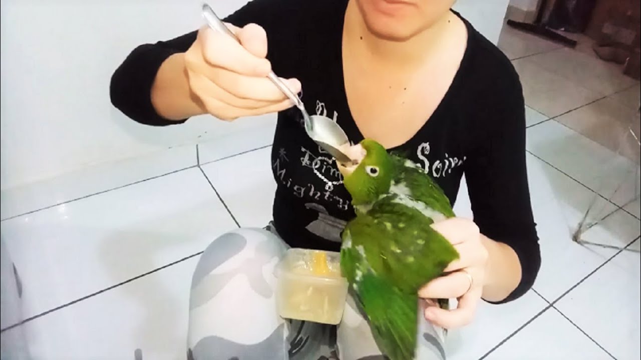 ALIMENTANDO MARITACA NA COLHER - COM 40 DIAS