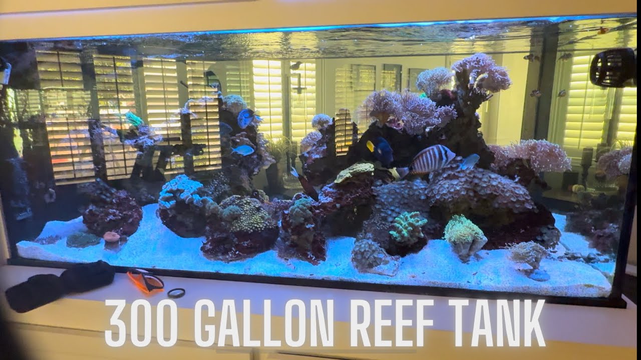 300 GALLON REEF TANK IN MY WALL UPDATE 3yrs!!!!