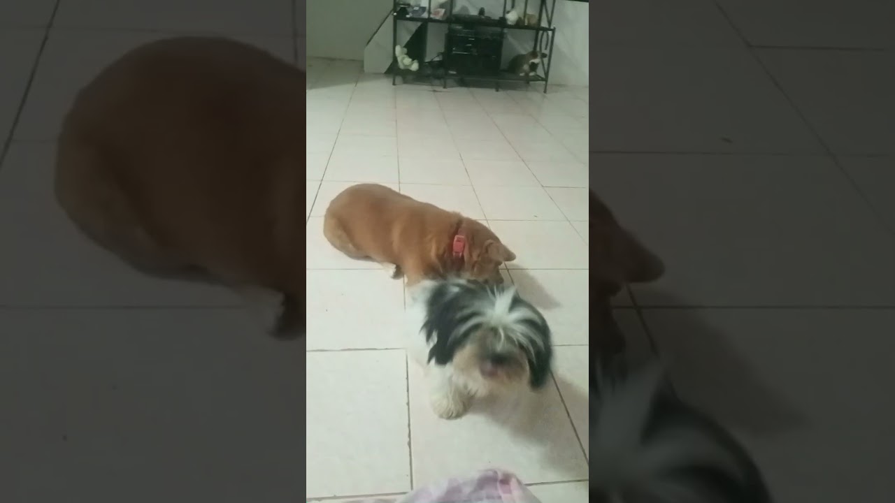 spending time with my lovers dogs