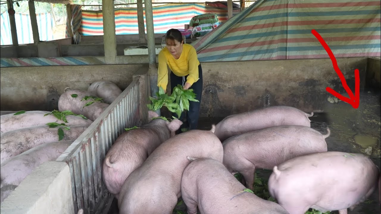 Diarrhea in pigs and simple remedies.  ( Ep 415 )
