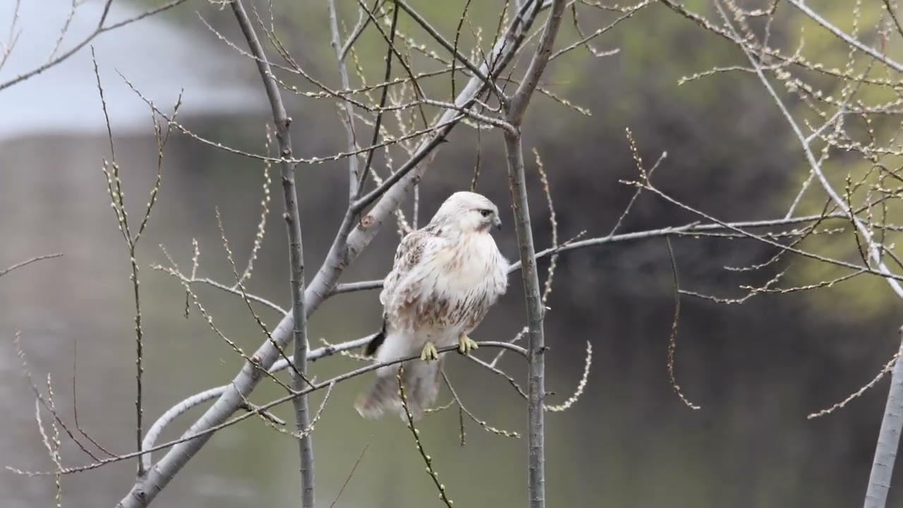 ノスリ　下流の可愛い個体　鶴見川（2026年3月13日）