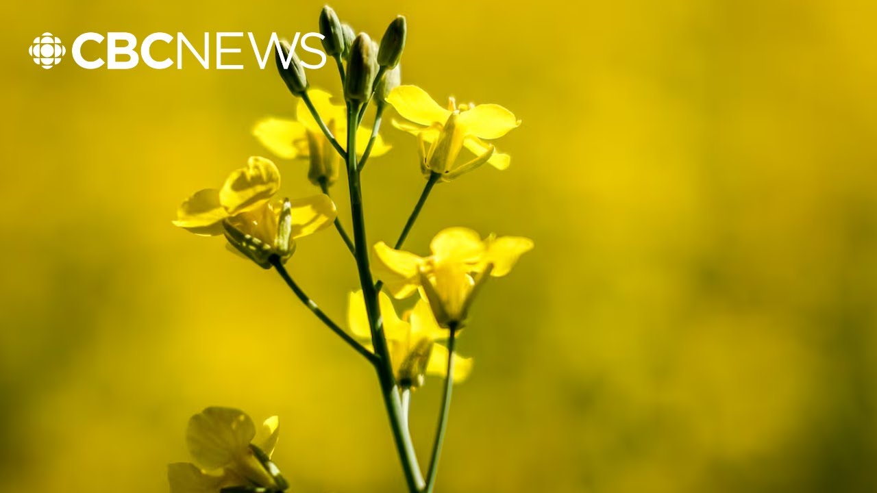 Canada-China deal, canola vs electric vehicles, and hospital security | The 306