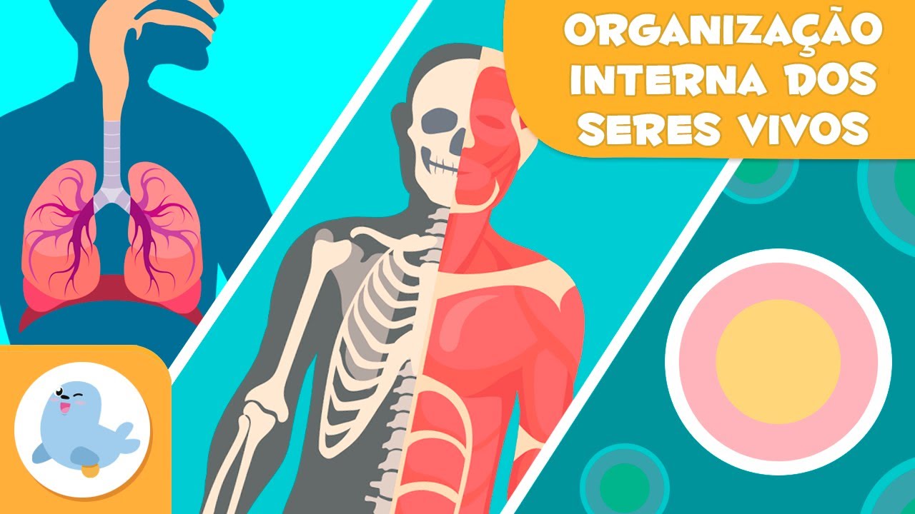 Organiza&ccedil;&atilde;o interna dos seres vivos 🦠🦴🧍🏻&zwj;♂️ C&eacute;lulas, tecidos, &oacute;rg&atilde;os, sistemas e organismos 🔬