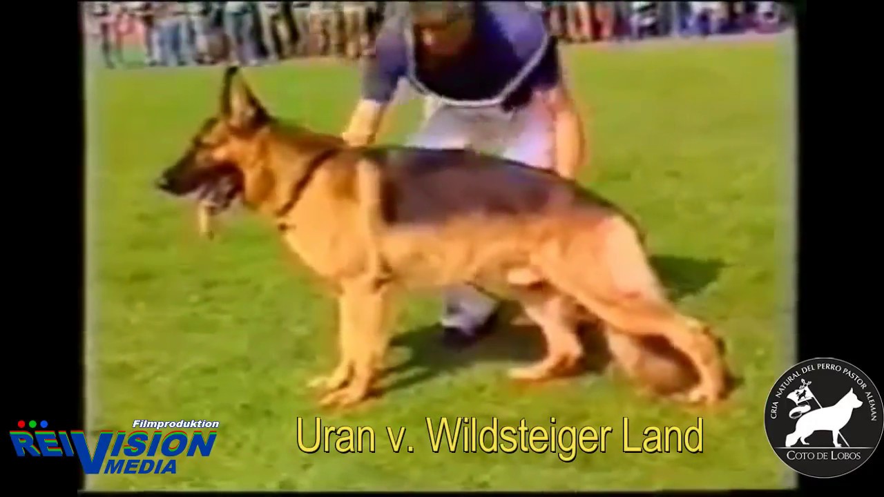 Coto de Lobos - Homenaje a Uran von Wildsteiger Land
