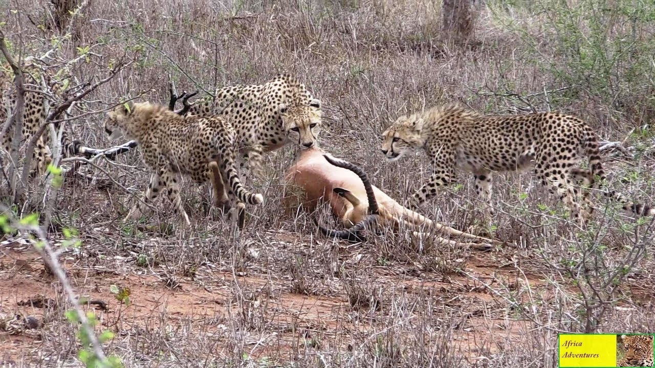Vultures Steal A Cheetah Family's Kill