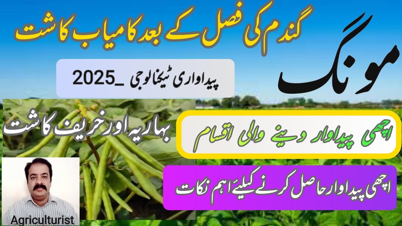 Mung Bean Production Technology 2025 | Modern Farming Techniques for Higher Yields