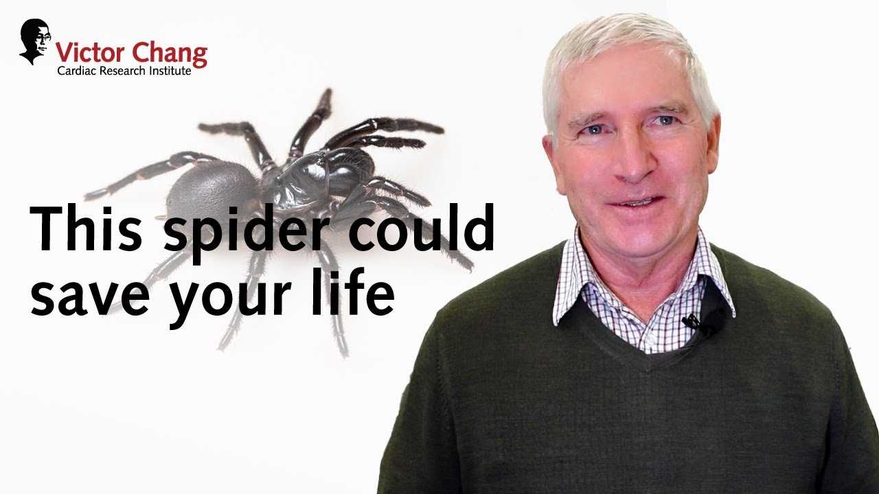 How can spider venom research help heart attack victims?