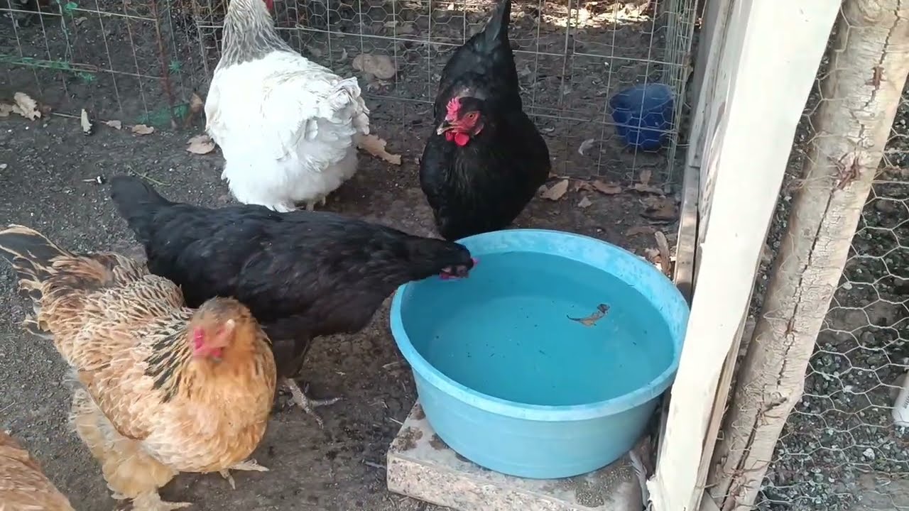 🛑 GRABÉ CUANDO FRESA PUSO UN HUEVO 🥚😱 MOMENTO EXACTO 