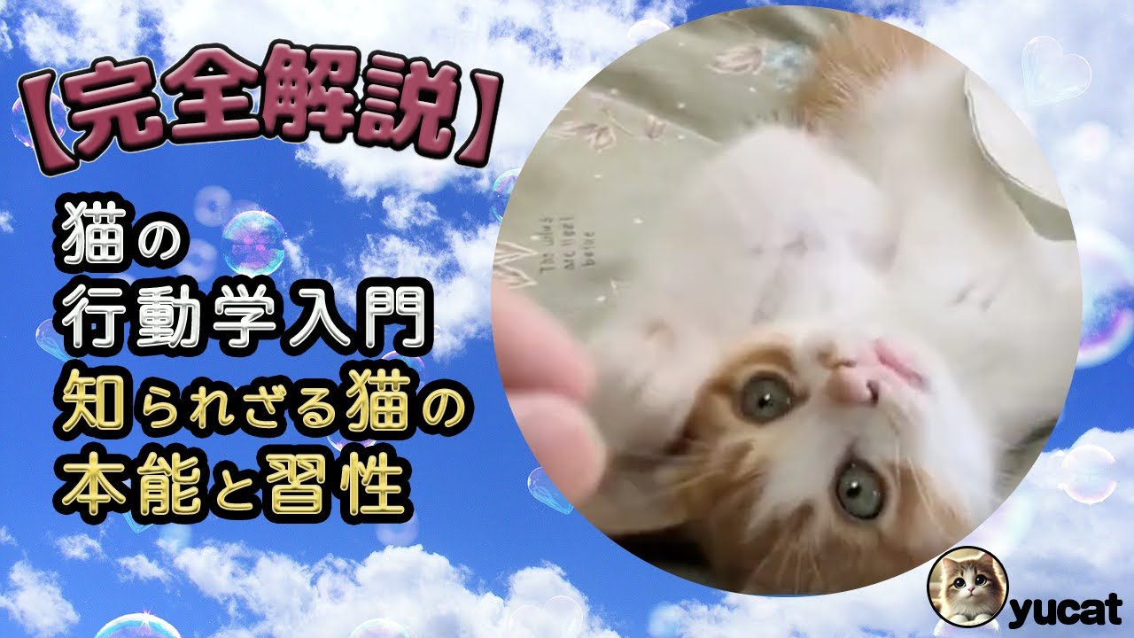 【完全解説】猫の行動学入門：知られざる猫の本能と習性