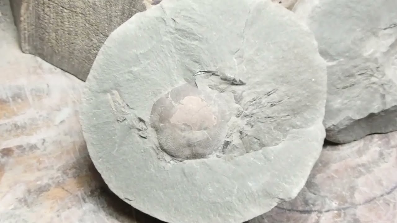 Fossil Crab Concretion Glued Together and Prepped!