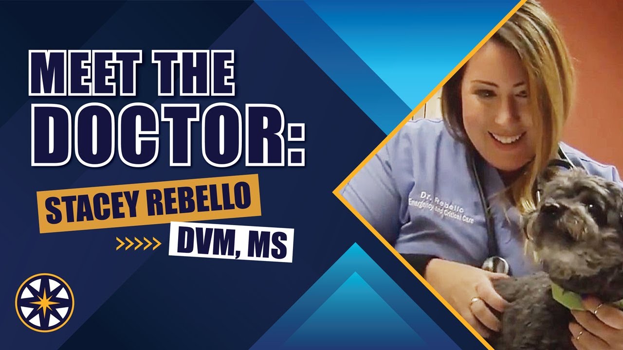 Meet the NorthStar VETS Team: Stacey Rebello, DVM, MS
