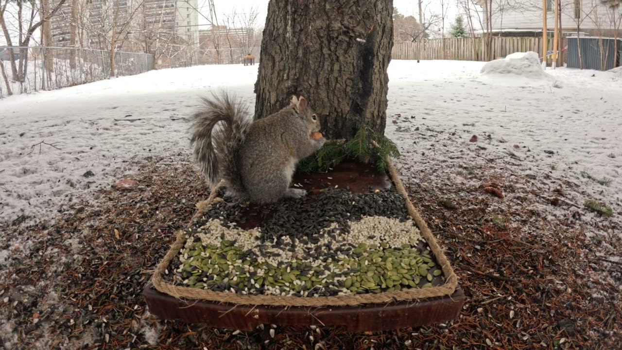 Real-Time Wildlife at the Snack Board